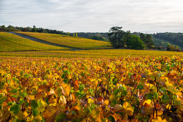 Autumn vineyard landscape near Reims, Champagne region, France