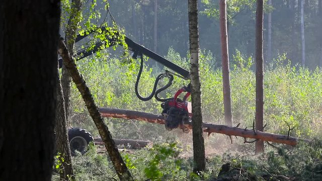 Forest Wheeled Harvester Komatsu. A cut-to-length (CTL) forest harvester. Pine Forest Harvesting Machine. Logging Equipment. The forestry industry. The harvester lumberjack working in a forest. 