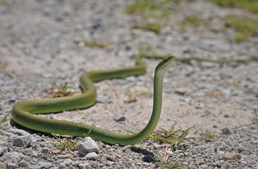 Fototapeta premium Rough green snake