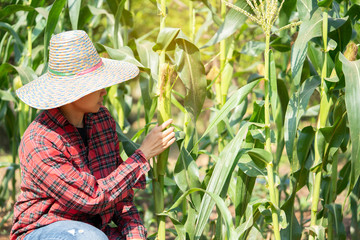 Woman farmer inspecting at her corn field summer sunny day , agriculture concept