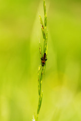 Bugs