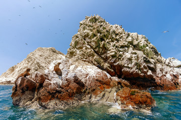 Naklejka premium Lwy morskie uważnie obserwują, jak inny niesie w pysku ptaka między skałami wysp Ballestas (Paracas, Peru)
