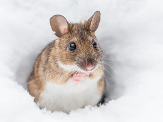 Wood mouse