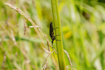 Bugs