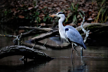Heron