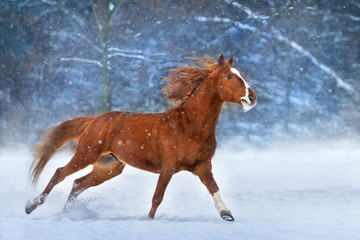 Fototapeta premium Czerwony koń z długą grzywą biegną szybko w zimowy dzień śniegu