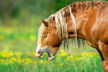 Fototapeta premium Czerwony szkic konia portret ziewanie