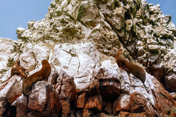 Naklejka premium Trzy lwy morskie opalające się na wysepce wysp Ballestas (Paracas, Peru)