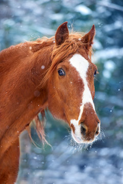 Horse portrait in winter snow day