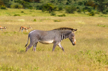 Isolated zebra walking in the savannah of Samburu Park