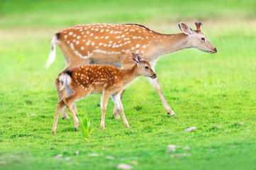 Naklejka na ściany i meble Deer with baby in green field
