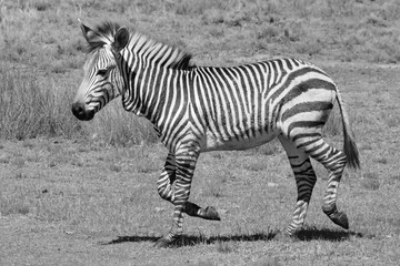 Hartmanns Bergzebra in schwarzweiß 8002