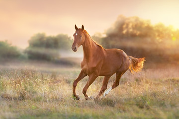 Course de chevaux à la lumière du coucher du soleil avec brouillard dans le pré