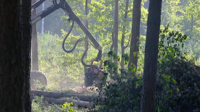Forest Wheeled Harvester Komatsu. A cut-to-length (CTL) forest harvester. Pine Forest Harvesting Machine. Logging Equipment. The forestry industry. The harvester lumberjack working in a forest. 