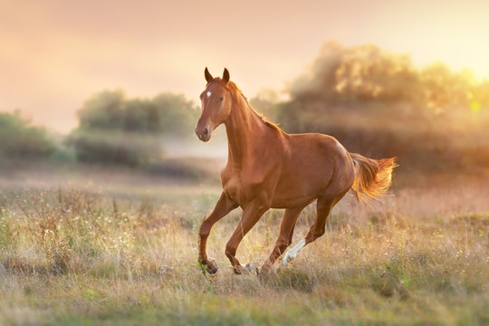 Horse run at sunset light with fog in  meadow