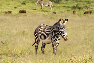 Fototapeta na wymiar Isolated zebra walking in the savannah of Samburu Park
