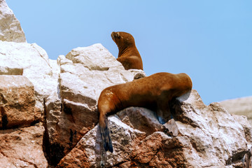 Naklejka premium Lew morski uważnie obserwuje, gdy inny śpi, opalając się na wysepce na wyspach Ballestas (Paracas, Peru)