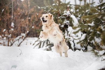 Beautiful Golden Retriever in the winter snow