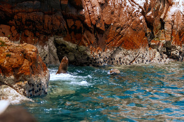Naklejka premium Dwa lwy morskie pływające w morzu na wyspach Ballestas (Paracas, Peru)