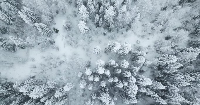 Aerial top down flyover shot of winter spruce and pine forest.