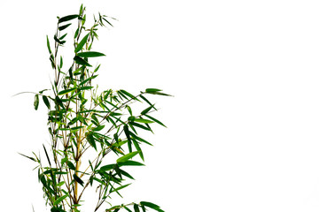 Fototapeta na wymiar Branch of bamboo on white background
