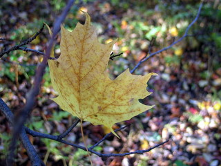 Fototapeta premium autumn