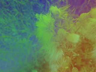 foliage © neurostructure