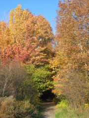 autumn in the park