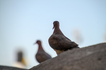 Laughing dove looking off to mate perched in distance, located in Jerusalem
