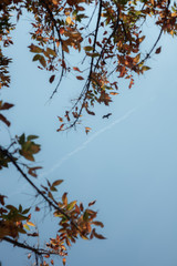 Alcon over the leaves on a blue sky