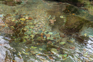 晩秋の男池湧水群