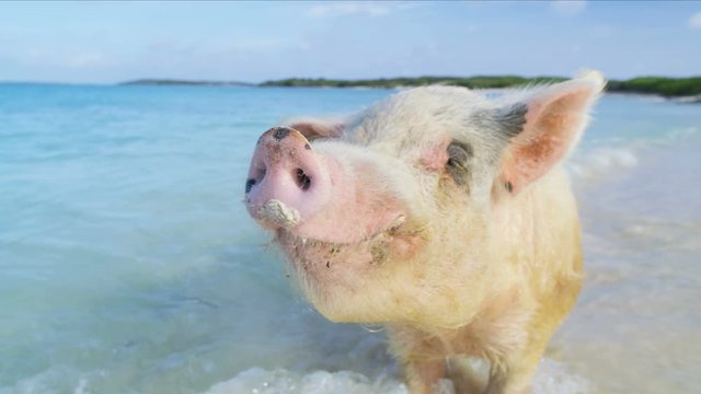 Wild pig on the beach uninhabited Bahamas island 