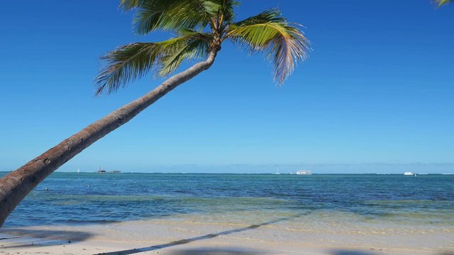 Coconut palm trees on tropical beach. Caribbean destination