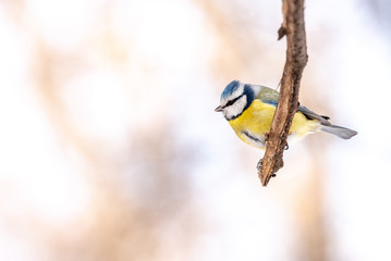 Blue tit (Parus caeruleus)resting on tree branch