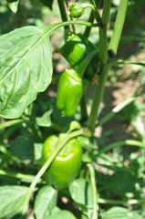 The beautiful Capsicum in Greenhouse