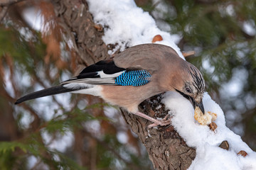 Eurasian Jay - Garrulus glandarius on the snow looks on bread in winter day