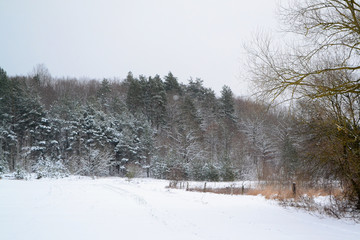 winter landscape in Belarus with frosty forest and snowy field