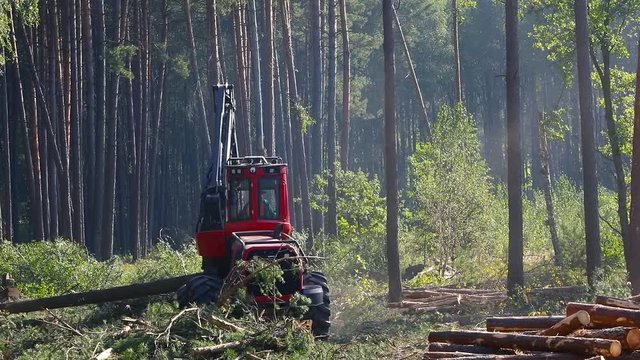 Forest Wheeled Harvester Komatsu. A cut-to-length (CTL) forest harvester. Pine Forest Harvesting Machine. Logging Equipment. The forestry industry. The harvester lumberjack working in a forest. 
