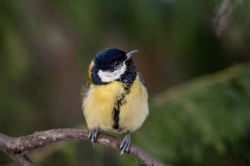 Cute  Great tit (Parus major) bird in yellow black color sitting on tree branch