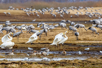 Whooper Swans just landing on a field with Cranes and other birds