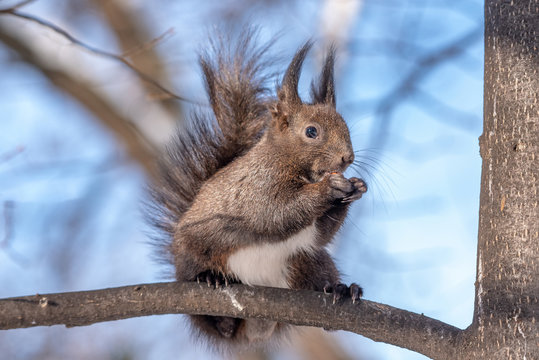 Squirrel eating nut in a park during winter
