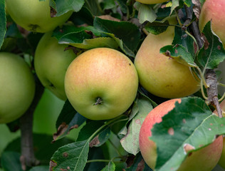 New harvest of healthy fruits, ripe sweet pink apples growing on apple tree