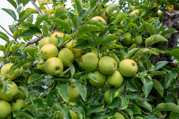 New harvest of healthy fruits, ripe sweet green apples growing on apple tree