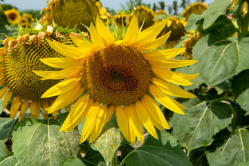 Obraz premium Big yellow sunflowers growing on field with ripe black seeds