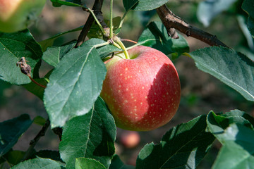 New harvest of healthy fruits, ripe sweet pink apples growing on apple tree