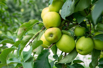 New harvest of healthy fruits, ripe sweet green apples growing on apple tree
