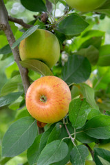 New harvest of healthy fruits, ripe sweet green apples growing on apple tree