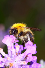Bumble bee pollinating lavender flowers