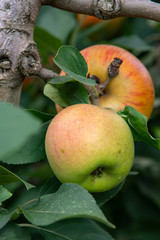 New harvest of healthy fruits, ripe sweet yellow apples growing on apple tree