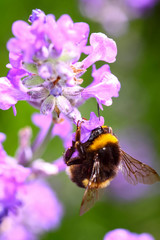 Bumble bee pollinating lavender flowers